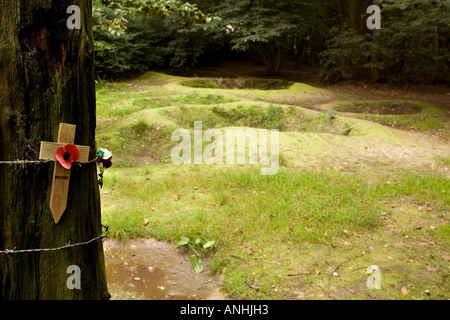 Alter Baum pockennarbige mit Shell und Bullete Narben und erhaltenen WW1 Granattrichter und Gräben im Heiligtum Wood in der Nähe von Ypern, Belgien Stockfoto