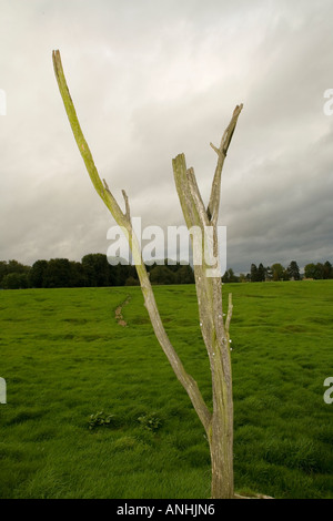 1916-Relikt der versteinerten Gefahr Baum in keiner Niemandsland auf Neufundland Memorial Park bei Beaumont-Hamel Stockfoto