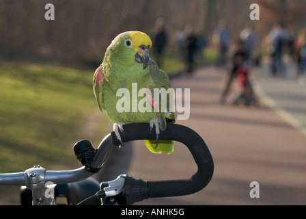 gelbe gekrönte Amazon Papagei sitzt auf Bibycle Lenker im Bois De Boulogne in Paris Stockfoto