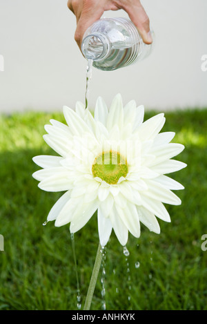 Person, die Bewässerung Daisy mit Wasserflasche, verkürzte Ansicht Stockfoto