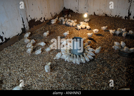 Hühner in Malawi ausgelöst wird. Stockfoto