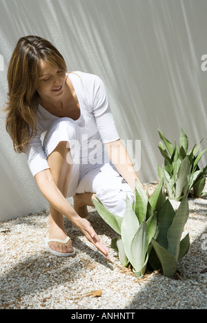 Frau hocken um Schlange Pflanze (Sansevieria Trifasciata), tippen Sie auf voller Länge Stockfoto