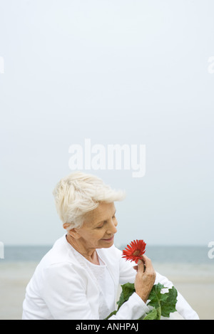 Ältere Frau mit Gerbera Daisy, lächelnd, Nahaufnahme Stockfoto