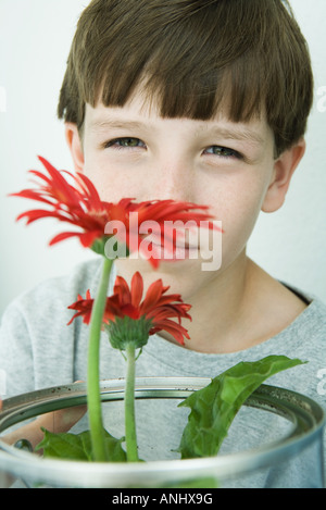 Junge mit Gerbera Gänseblümchen, Blick in die Kamera Stockfoto