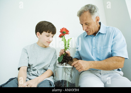 Reifer Mann, sitzend mit Enkel, Blumenerde Gerbera daisies Stockfoto