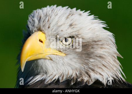 Weißkopf-Seeadler ist im Cabarceno Naturreservat in der Nähe von Santander in Nordspanien gesehen. Stockfoto