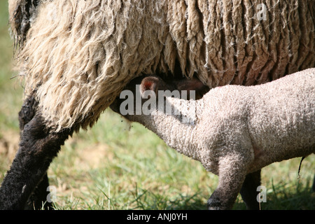 Lamm, die Fütterung von Mutter Stockfoto