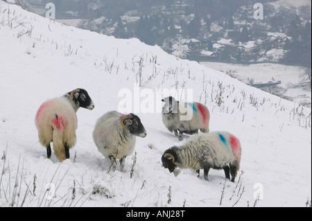 Schafe im Schnee auf Wansfell über Ambleside UK Stockfoto