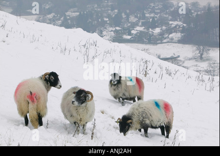 Schafe im Schnee auf Wansfell über Ambleside UK Stockfoto