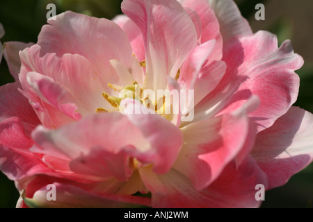 Doppelte Tulpe hautnah Stockfoto