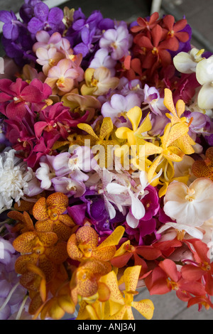 Tonne Lamyai Flower Market Chiang Mai in Thailand Stockfoto