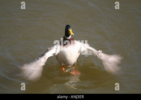 Ente auf dem Wasser winken Flügel Stockfoto