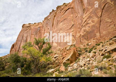 Genial aus rotem Sandstein, die Felswände im Capitol Reef National Park, Utah, USA Stockfoto