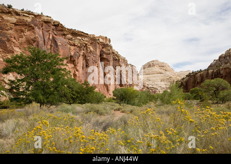 Genial aus rotem Sandstein, die Felswände im Capitol Reef National Park, Utah, USA Stockfoto