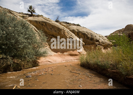 Genial aus rotem Sandstein, die Felswände im Capitol Reef National Park, Utah, USA Stockfoto