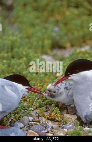 Küstenseeschwalben Fütterung junger am Brutplatz Blakeney Point Norfolk UK Stockfoto