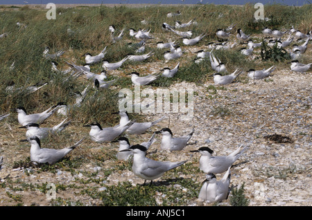 Sandwich Tern Kolonie North Norfolk Stockfoto