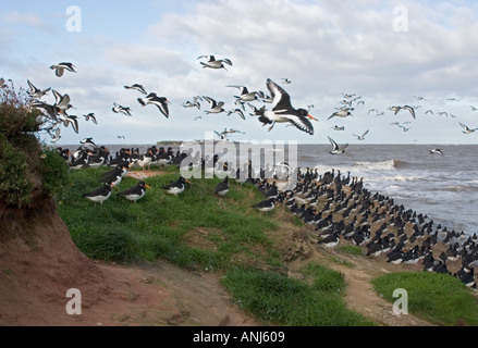 Austernfischer und Kormorane Schlafplatz über die Flut auf kleines Auge mit Hilbre Insel in der Ferne Dee Estuary Stockfoto