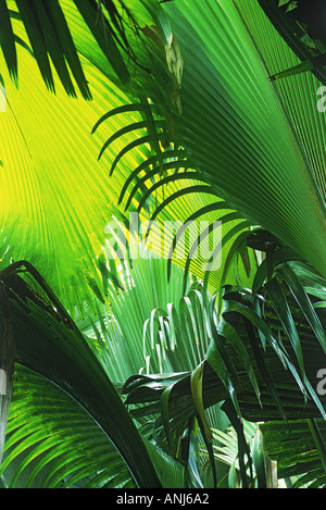 Palmwedel am Vallée de Mai auf der Insel Praslin Seychellen Stockfoto