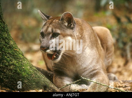 Captive Florida Panther weibliche Felis Concolor coryi Stockfoto