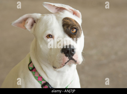 Bulldog mit Diskette Ohr und blaues Auge liegt am Boden Stockfoto