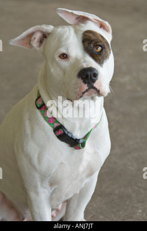 Bulldog mit Diskette Ohr und blaues Auge liegt am Boden Stockfoto