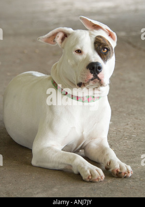 Bulldog mit Diskette Ohr und blaues Auge liegt am Boden Stockfoto