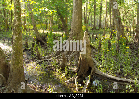 Cypress Knie und Bäume in Silver River State Park, FLorida Stockfoto