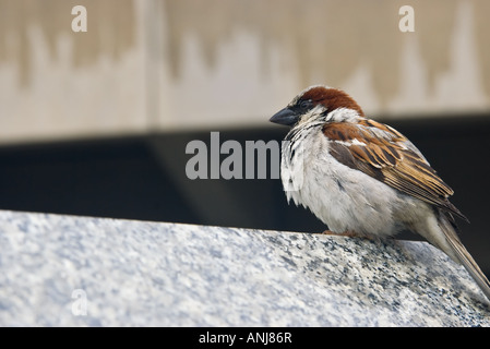 kleine braune Spatz in der Stadt sitzt auf einer Betonwand Stockfoto