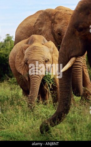 Afrikanische Elefanten mit jungen Kalb in natürlicher Umgebung. Krüger-Nationalpark. Südafrika. Stockfoto