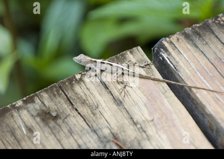 Bahama-Anolis Eidechsen auf einem Holzsteg im Loxahatchee National Wildlife Refuge in Florida Stockfoto