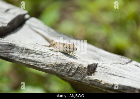 Bahama-Anolis Eidechsen auf einem Zaun in Loxahatchee National Wildlife Refuge in Florida Stockfoto