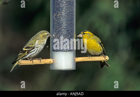 Zeisige, männliche und weibliche Nyger Saatgut Stockfoto