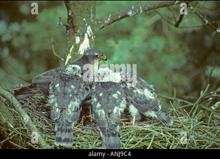 Sparrowhawk Nest mit Küken gefüttert Stockfoto