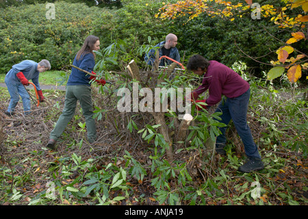 Naturschutz-freiwillige clearing ein Stück Brachland Stockfoto