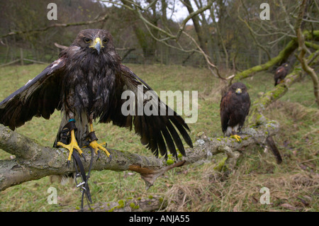 Harris Hawk nach jagt eine Ente ins Wasser Stockfoto