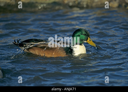 Ente im Teich Norfolk UK Stockfoto