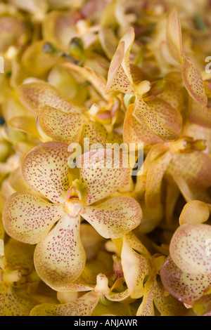 Tonne Lamyai Flower Market Chiang Mai in Thailand Stockfoto