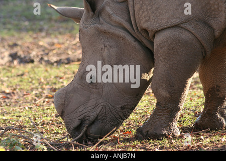 mehr einem gehörnten indische Nashorn Stockfoto