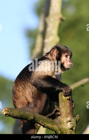 Buffy Leitung Kapuziner Affen Stockfoto