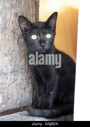 Junge schwarze wilde Katze in Thailand Stockfoto