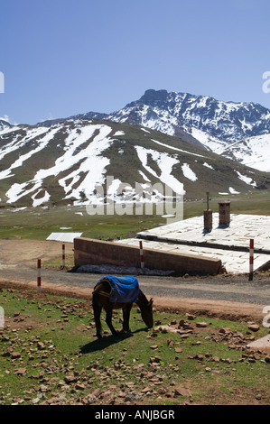 Marokko, südlich von Marrakesch, OUKAIMEDEN: Skigebiet in den hohen Atlas-Gebirge (e. 2600 m) Frühling Stadt Ansicht mit Pferd Stockfoto