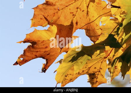 Ahornblätter im Herbst gegen klaren Morgenhimmel Stockfoto