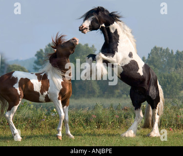 Gypsy Vanner Horse Hengst mit PintoArabian Wallach Playmate Aufbäumen Stockfoto