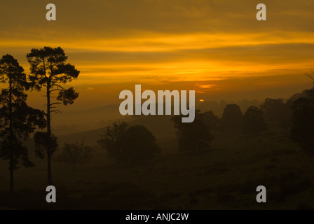 eine atemberaubende frühen Sonnenaufgang mit Nebel, über eine Wiese. Stockfoto