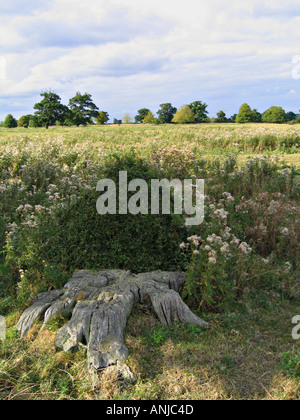 Baumstumpf, Wiesen und Bäumen in den Feldern rund um Belvoir Castle und Woolsthorpe, Leicestershire Stockfoto