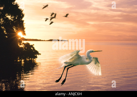 Reiher im Flug über Florida Bay bei Flaming Everglades Nationalpark, digitale zusammengesetztes Bild Stockfoto
