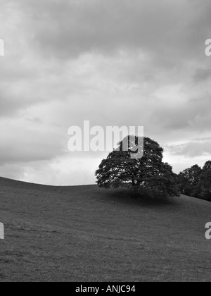 Schwarz / weiß Bild eines Baumes auf einem Hügel vor den Toren Hawkshead in The Lake District National Park, Cumbria Stockfoto