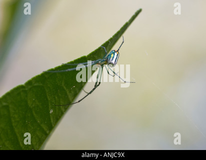 Obstgarten Orbweaver Spider Leucauge venusta Stockfoto