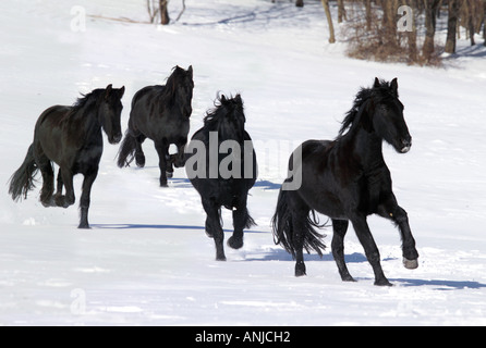 Herde von vier Friesenpferde Galopp auf uns über Schnee bedeckt Fahrerlager Stockfoto